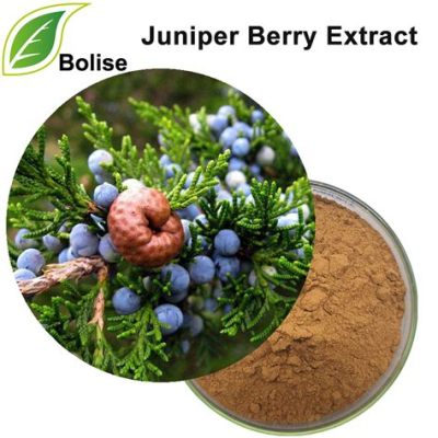  Juniper Berry Extract:  Ein Wundermittel für Aromen und Farbstoffe in der Lebensmittelindustrie?