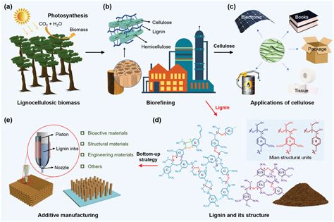  Lignin - Ein Naturprodukt für nachhaltige Kunststoffe und innovative Biomaterialien!