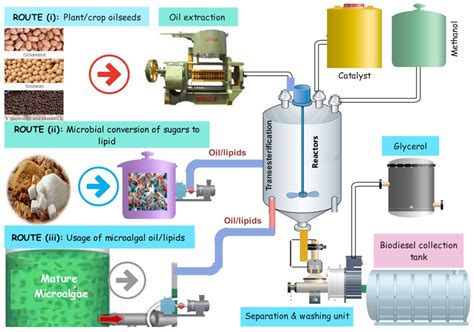 Rapsöl: Ein vielseitiges Öl für die Biodieselproduktion und die Lebensmittelindustrie!